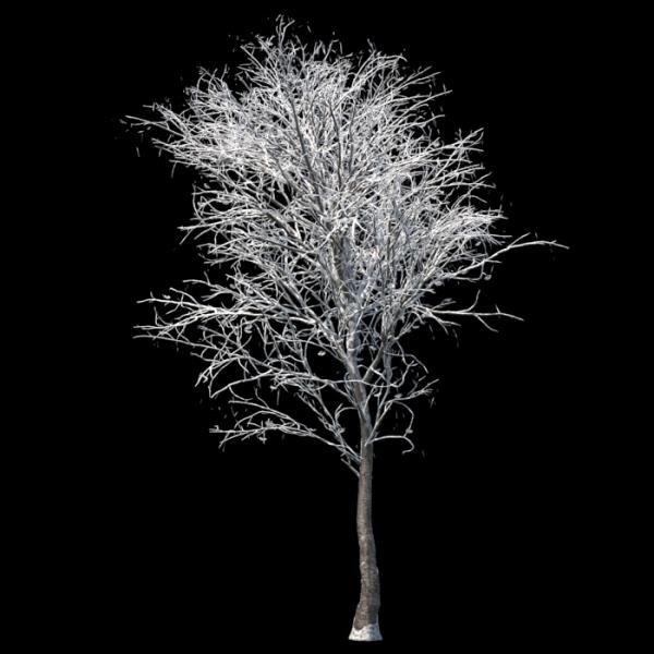 درخت روان زمستان
